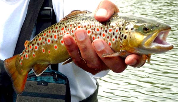 Superb Italian Brown Trout trout