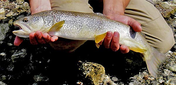 The Soca Valley Riverfabled Marble trout