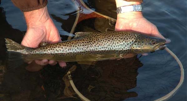 Brown Trout in Summer Chalkstreams