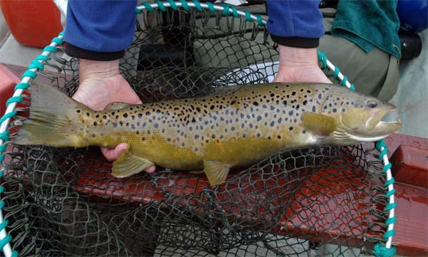 large Brown Trout pile on the pounds