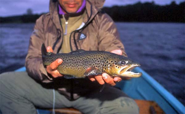 A fine brown trout from Scottish loch